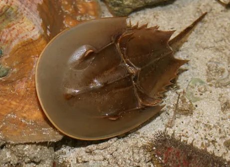 中华鲎和圆尾鲎有什么区别？求专家解释，谢谢！！！