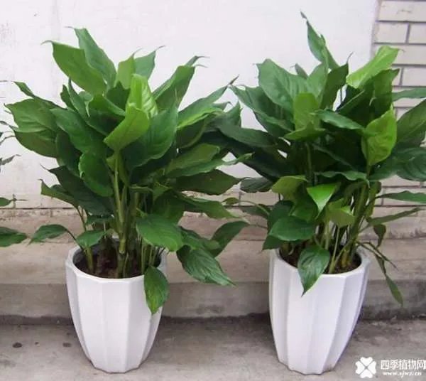 万年青的象征意义是什么?