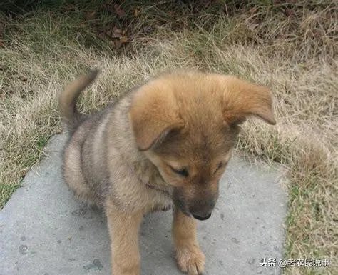 农业农村部征求意见：狗为伴侣动物拟禁食。你怎么看？