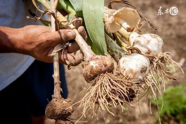 大蒜种植用什么肥料？