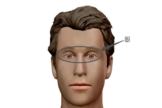 头部的各个部位详细图