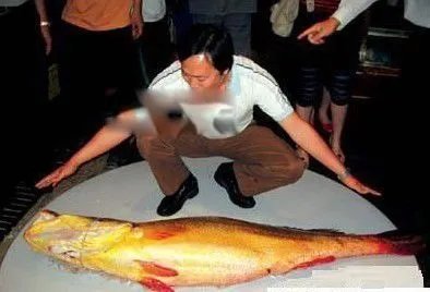 金钱猛鱼图片价格多少钱一斤 吃金钱猛鱼有什么功效