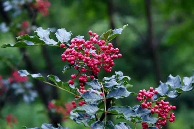 种花椒前景如何?