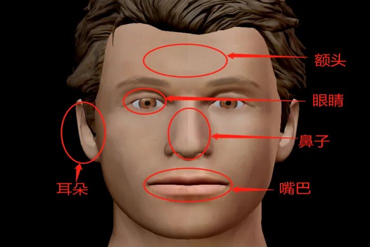 头部器官图的位置示意图