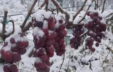 集安葡萄为何全国都出名?