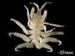 鲸虱的天敌是什么？