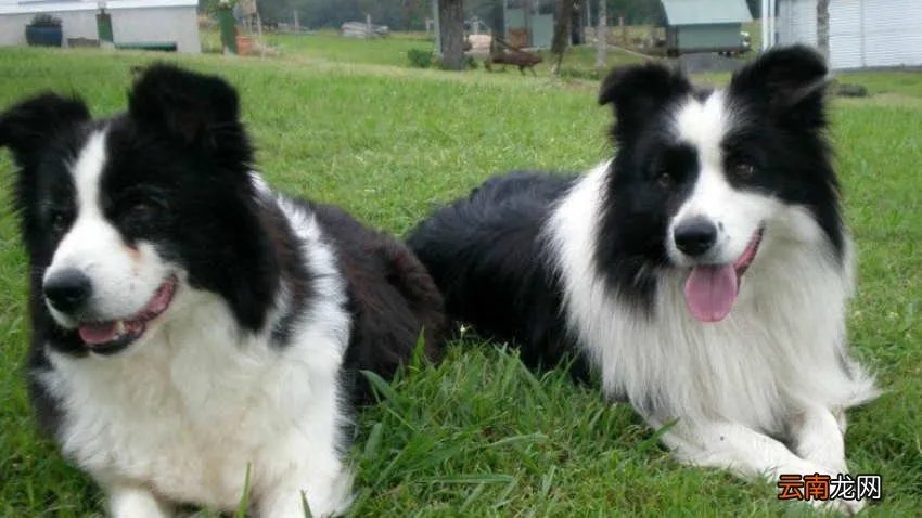 哪里有卖边境牧羊犬