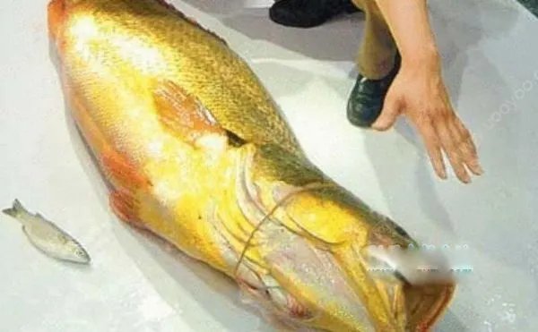 金钱猛鱼图片价格多少钱一斤 吃金钱猛鱼有什么功效