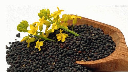 今年湖北油菜籽收的价格大概多少?