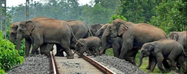 劲爆大象部落介绍 劲爆大象部落什么意思