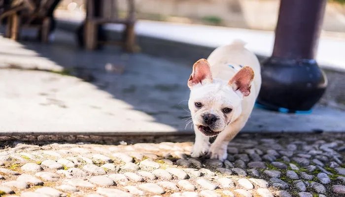 狗指甲太长怎么处理 狗狗指甲太长有什么危害