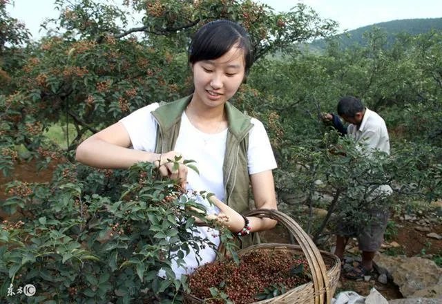 种花椒前景如何?