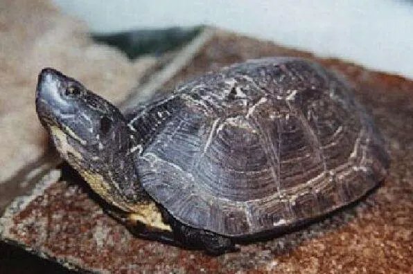 中国十大名贵乌龟 金钱龟上榜,第一被誉为“千年神龟”