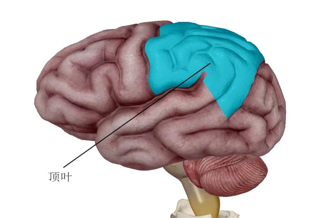 人的大脑结构图