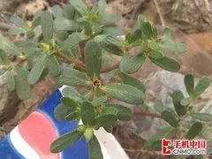 时尚Android智能机 摩托罗拉XT531评测