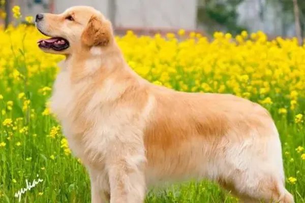 狗的种类介绍及图片