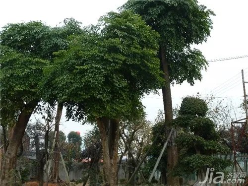 幸福树怎么养?幸福树的养殖方法和注意事项