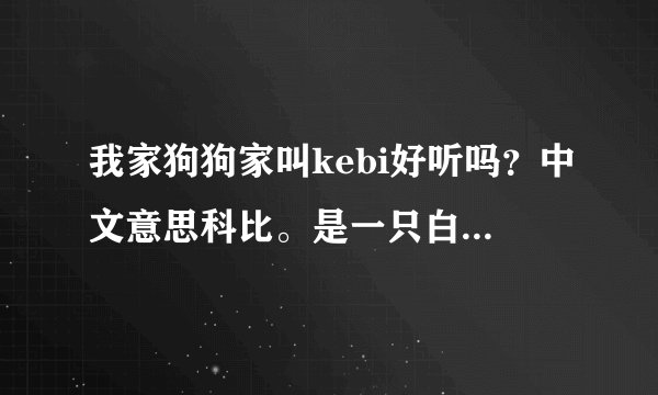 我家狗狗家叫kebi好听吗？中文意思科比。是一只白色小博美？
