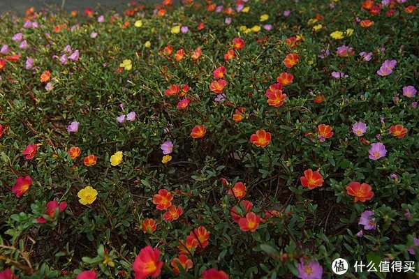 美能达镜头怎么样