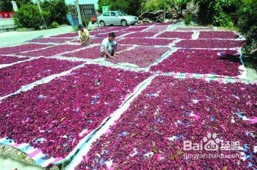 胭脂稻的如何保存