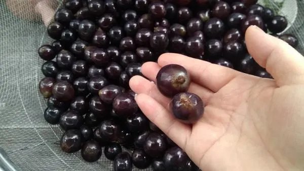 葡萄酒的制作方法 自酿