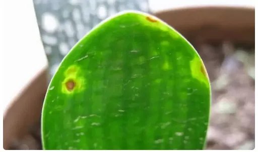 君子兰的叶子发黄了要怎么办?