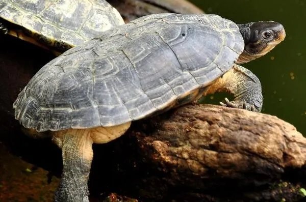 中国十大名贵乌龟 金钱龟上榜,第一被誉为“千年神龟”