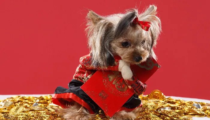 约克夏犬怎么养才最好 约克夏犬饲养注意事项