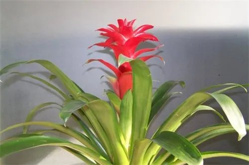 水塔花怎么养 水塔花要注意哪些病害