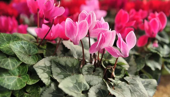 仙客来的养殖方法和注意事项 仙客来怎么养