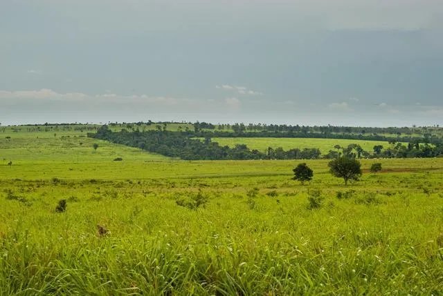 种花椒前景如何?