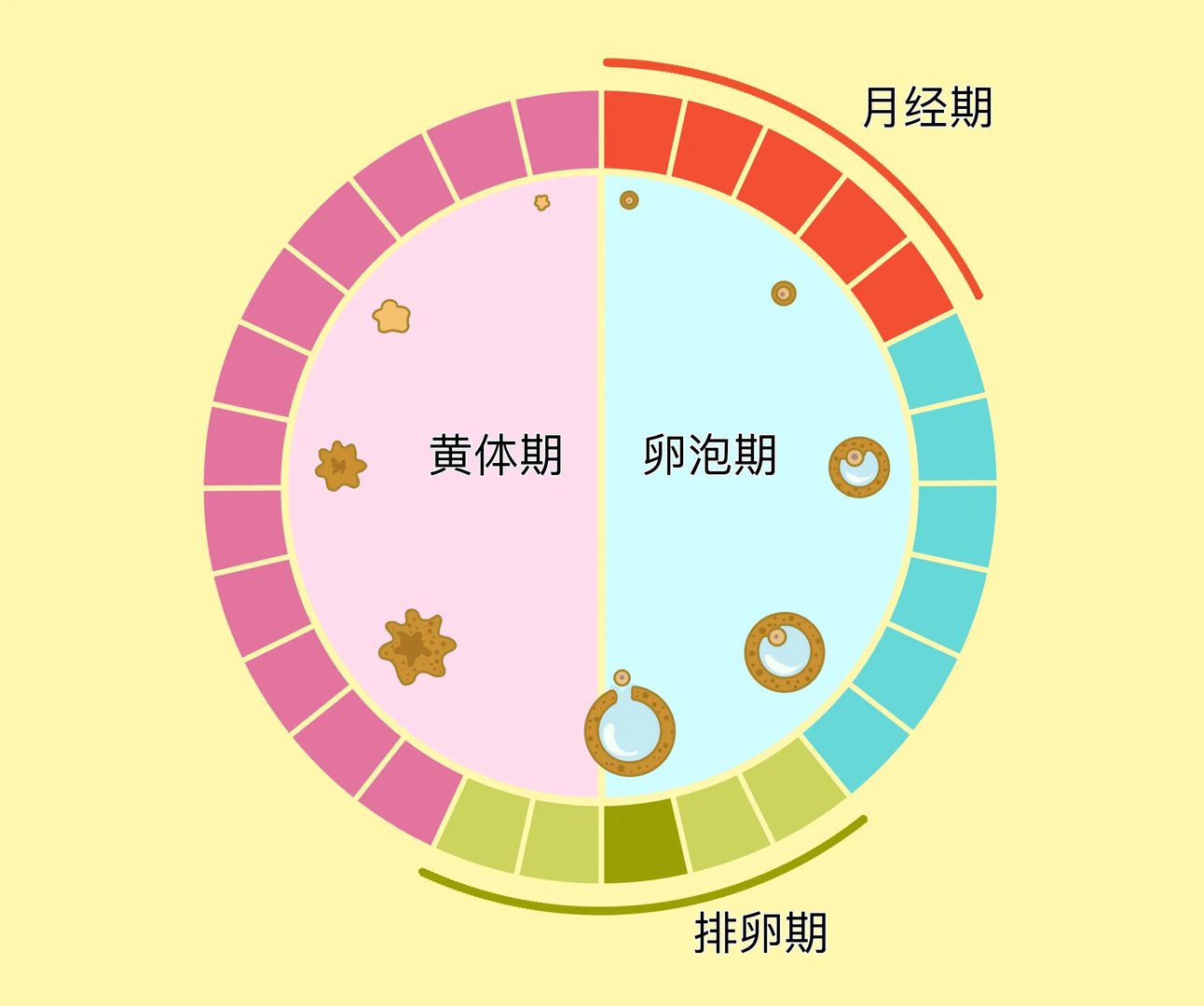 月经周期的四个阶段
