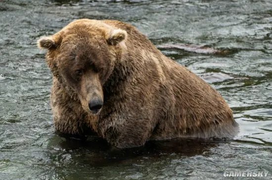 美国动物园举办“胖熊”比赛 冬眠前后对比照惊人