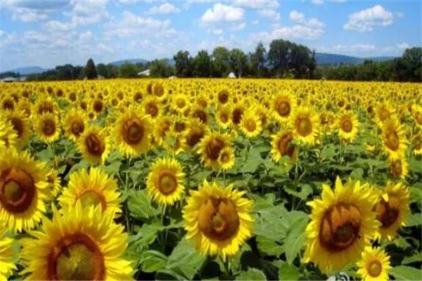 世界十大花海 最浪漫不过普罗旺斯薰衣草，一定要去