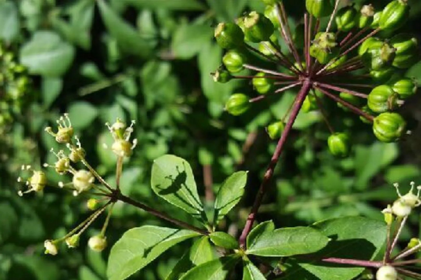 刺五加的功效与作用图片
