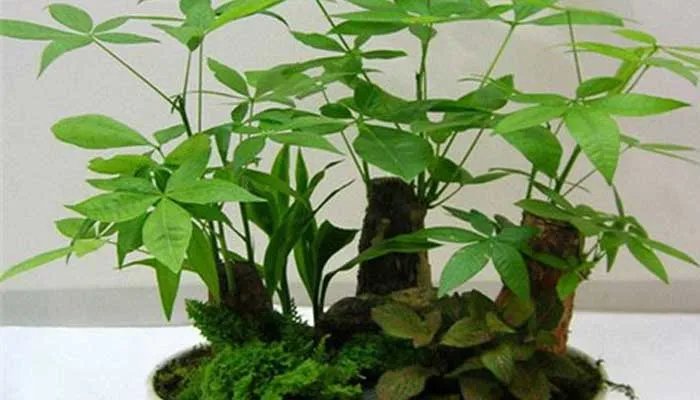 发财树叶子发黄怎么办? 发财树发黄的处理办法