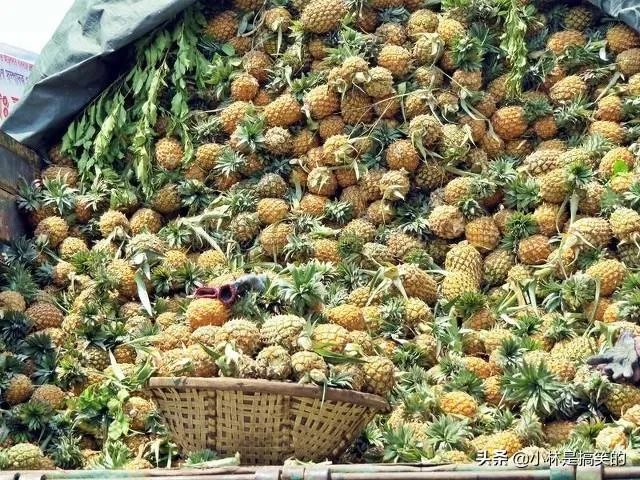 白沙洲市场‘玉米’事件处理的怎么样了？