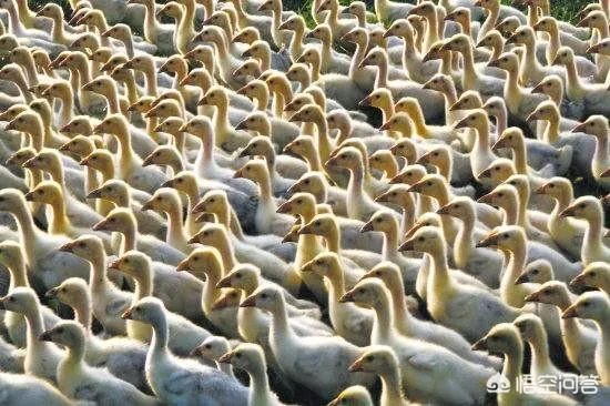 1＋1等于几？为什么？