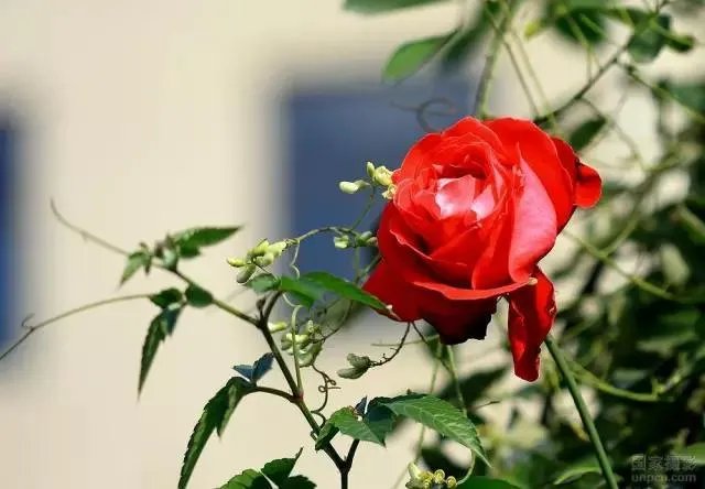 石家庄有哪些城市文化名片?