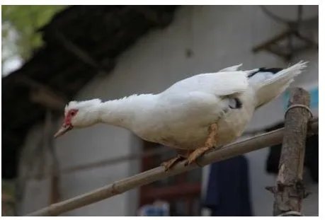 赶鸭子上架的意思是什么？