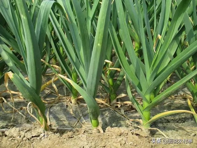 大蒜种植用什么肥料？