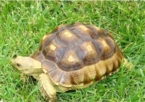 苏卡达陆龟如何饲养 饲养苏卡达陆龟的6个方法