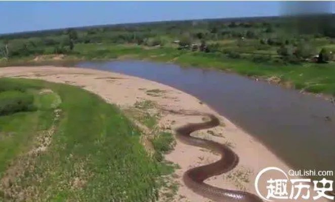 盘点蛇类的世界之最，最大的蛇亚马逊巨蟒即将灭绝