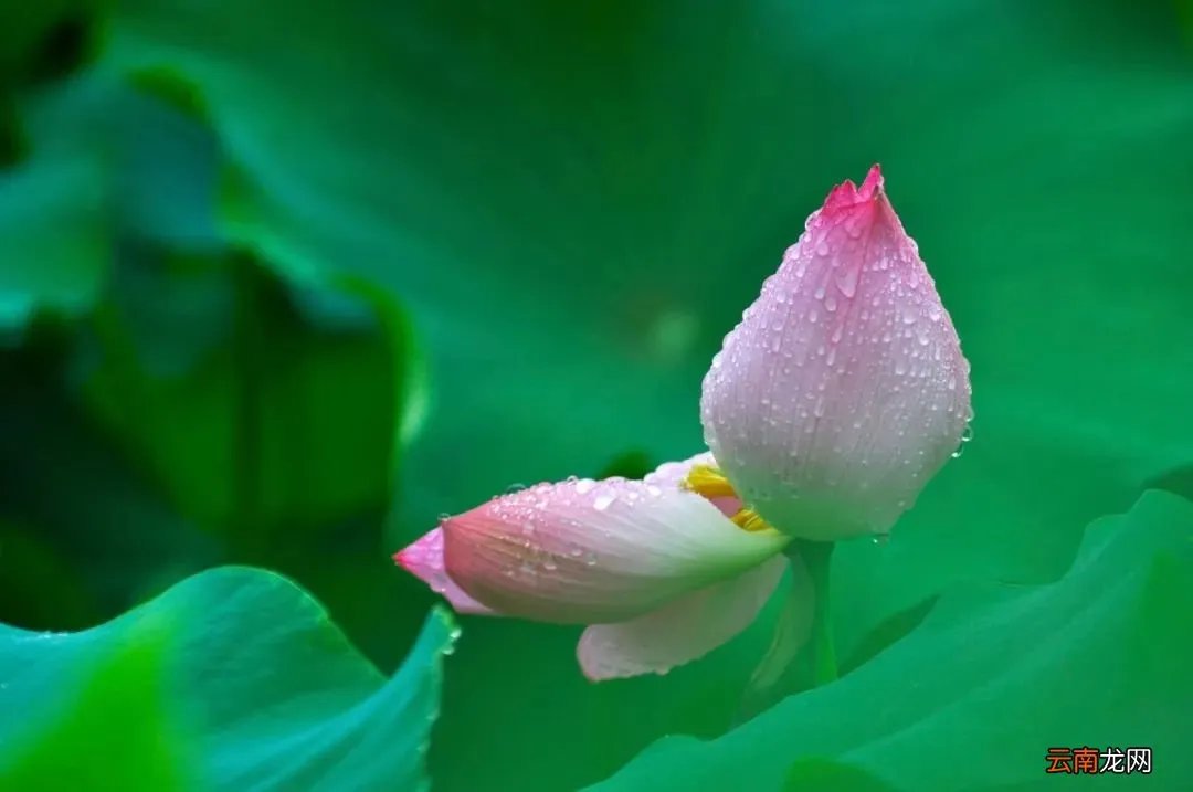 荷风送香气是什么意思？出自何处？