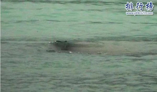 新疆喀纳斯湖水怪之谜真相大白,疑似15米32吨的巨型哲罗鲑(视频)