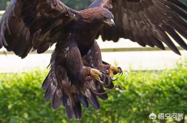 金雕有多大？能把人抓上天吗？