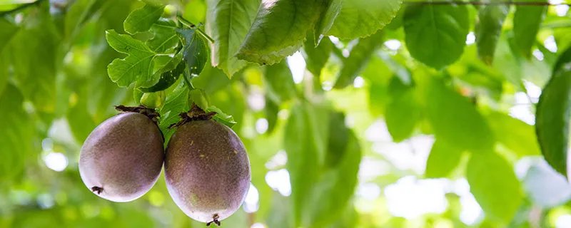 百香果如何施肥？ 百香果怎么施肥