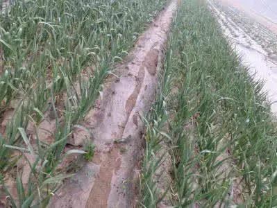 大蒜种植用什么肥料？