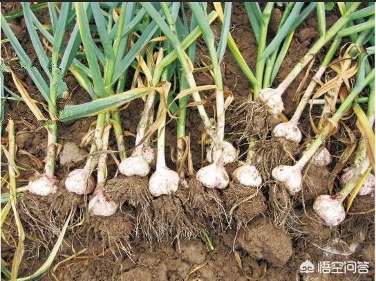 大蒜种植用什么肥料？