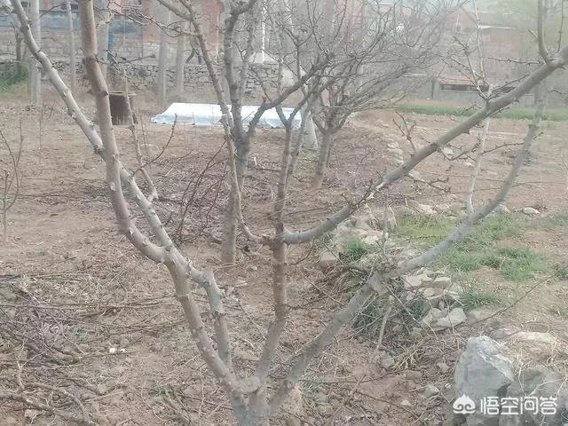 种花椒前景如何?